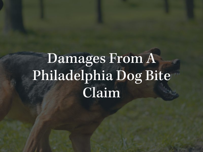 Philadelphia dog bite attorney 